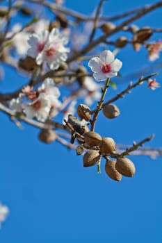 Close view detail of almond tree blossoms in the nature.