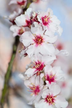 Close view detail of almond tree blossoms in the nature.