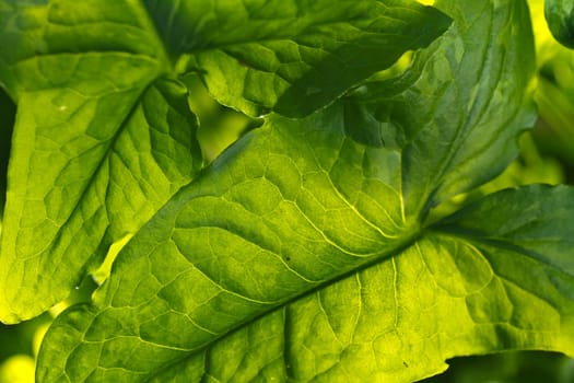 Close up view of a big leaf of a plant illuminated by the sun.