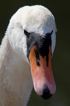 Mute swan