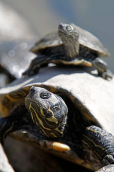 Yellow-cheeked turtles