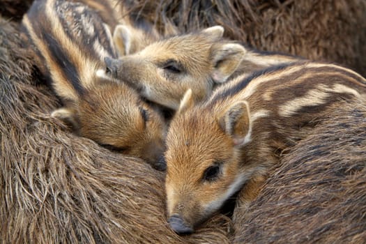 Wild boar family