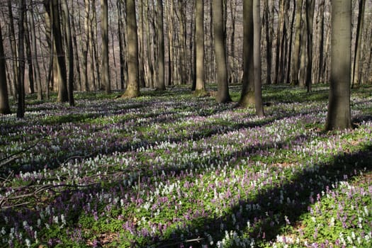 Lark spur blossom on the Bärenkopf in the Kalletal