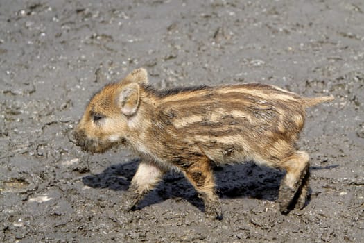 Wild Boar Newcomers