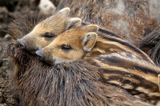 Wild boar family
