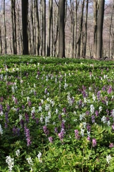 Lark spur blossom on the Bärenkopf in the Kalletal