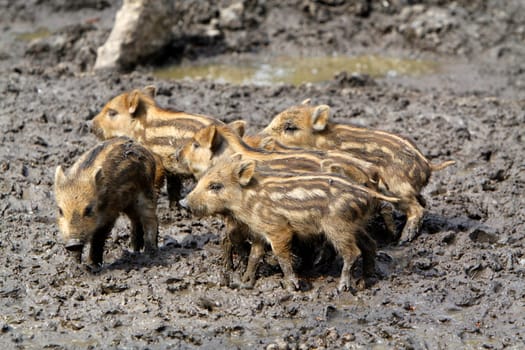 Wild Boar Newcomers