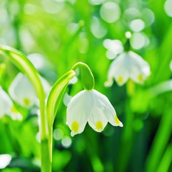 Beautiful white spring snowdrops, close-up