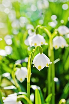 White Spring snowdrops, close-up