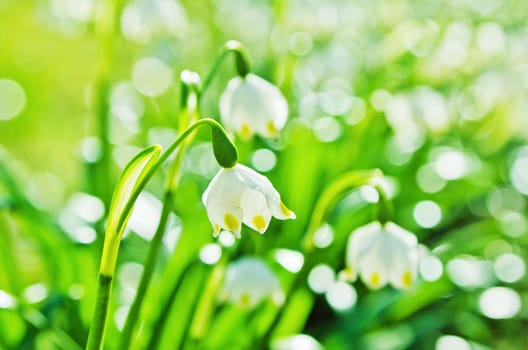 White Spring snowdrops, close-up