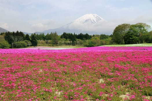 Mount Fuji as seen from a flower field - Japan, World Heritage site