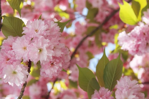 Cherry blossoms