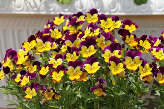 Pansy flowers