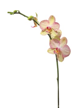 orchid flower, isolated on white