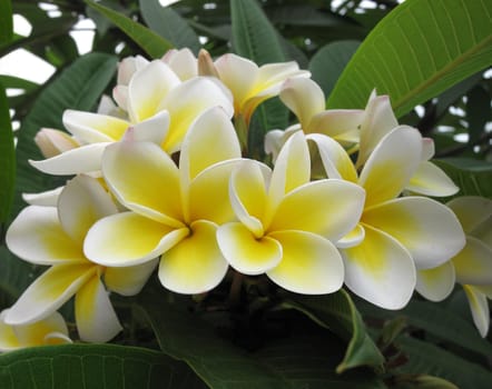 Frangipani (plumeria) flowers