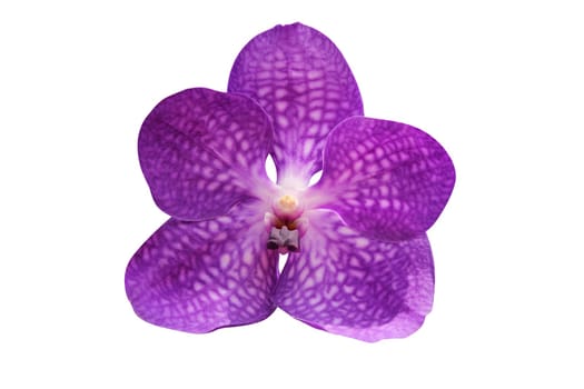 purple orchid flower isolated on white background - clipping path included