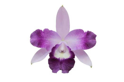 purple orchid flower isolated on white background - clipping path included