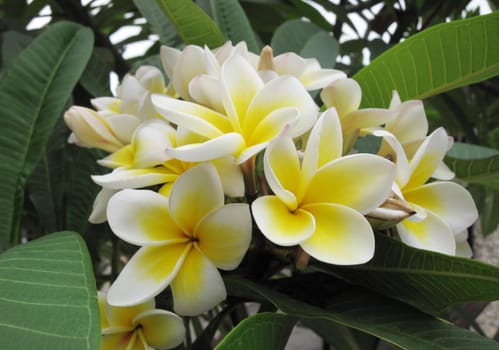 Frangipani (plumeria) flowers