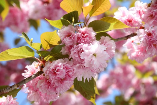 Cherry blossoms