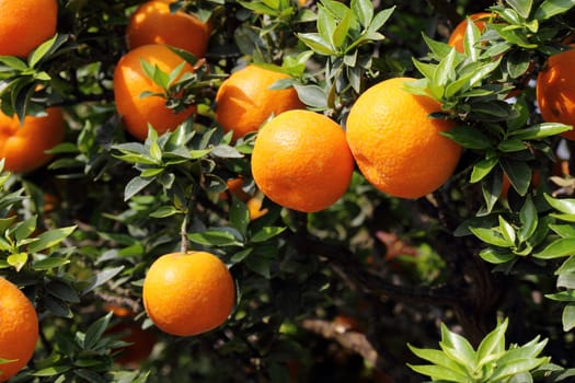 Growing tangerines