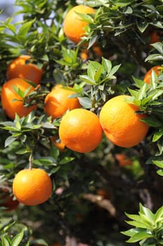 Growing tangerines
