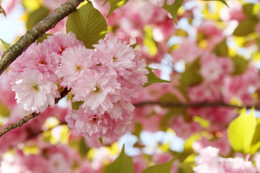 Cherry blossoms
