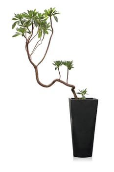 Houseplant, a potted modern plant isolated on white (Messerschmidia) background