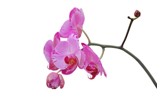 Pink orchid flower, isolated on white background