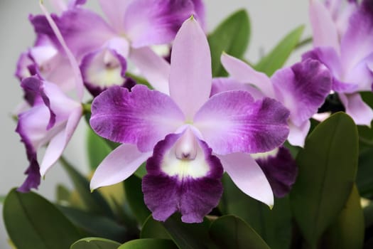 Beautiful purple orchid - Phalaenopsis