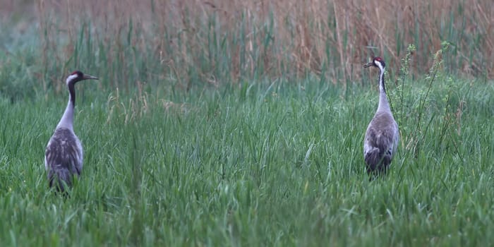 The crane (Grus grus)