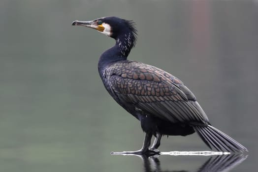 Phalacrocorax carbo - The Cormorant