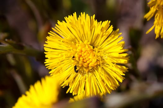 Coltsfoot in a macro shot