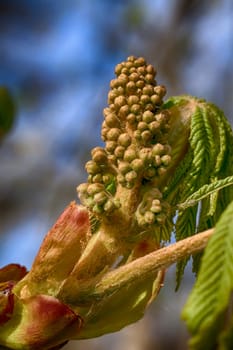 Flower bud of the common horse chestnut - macro shot - postcard effect