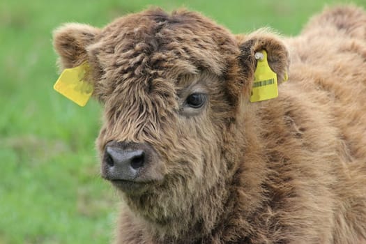 Scottish Highland calf