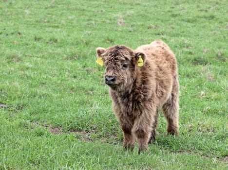 Scottish Highland calf