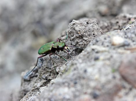 Field Sandpiper (Cicindela campestris)