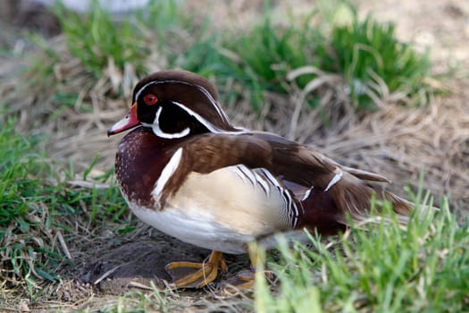 Bridal duck (drake in magnificent plumage)