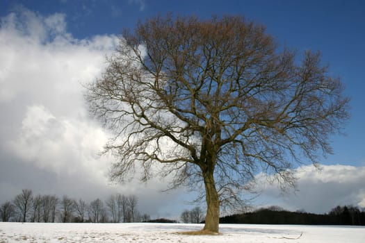 English oak in winter