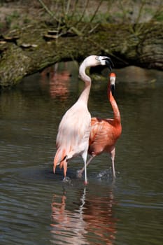 Arguing flamingos