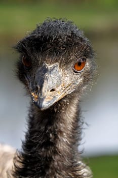 Emu