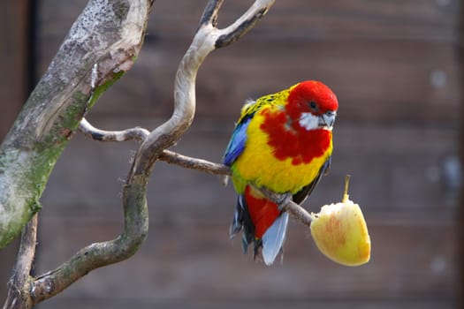 Rosella parakeet eats apple piece