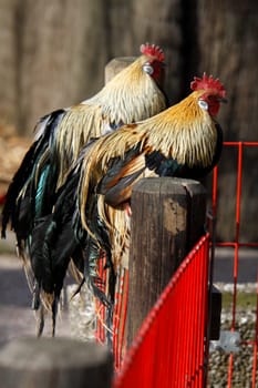 Dwarf Phoenix Rooster