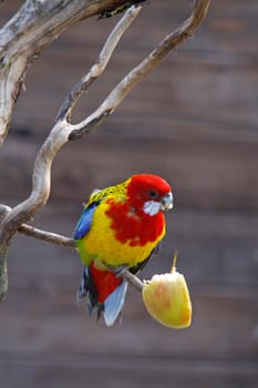 Rosella parakeet eats apple piece