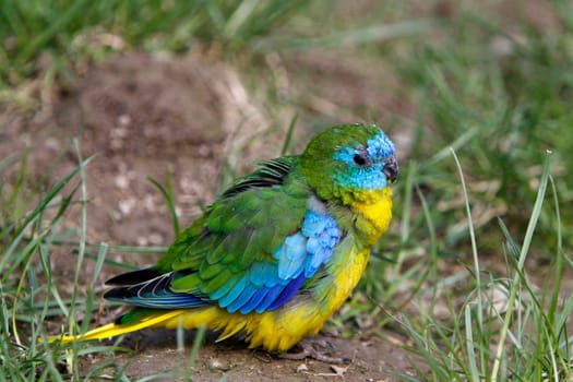 Parakeet