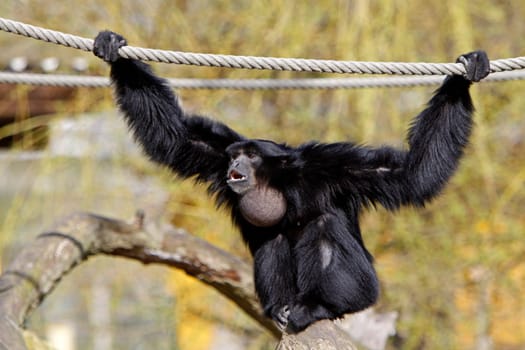 Siamang