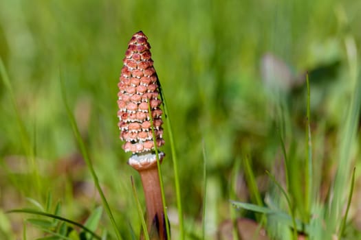 Horsetail - equisetum - in a macro image