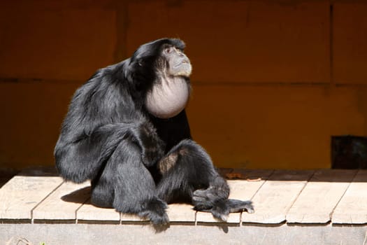 Siamang