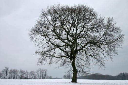 English oak in winter
