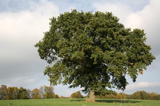 English oak in summer