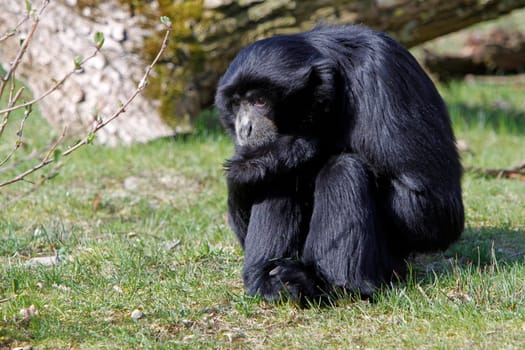 Siamang
